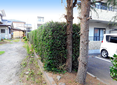 除草作業
