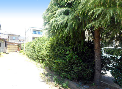 除草作業